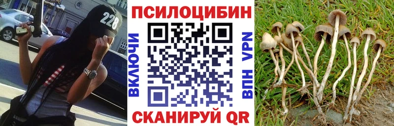 Псилоцибиновые грибы мицелий  Купить закладки  Знаменск 